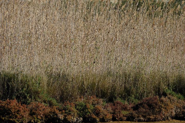 2Saline di Augusta 16.1.2011 (107).jpg